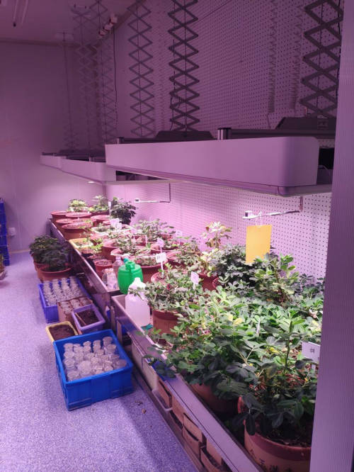 植物補(bǔ)光燈